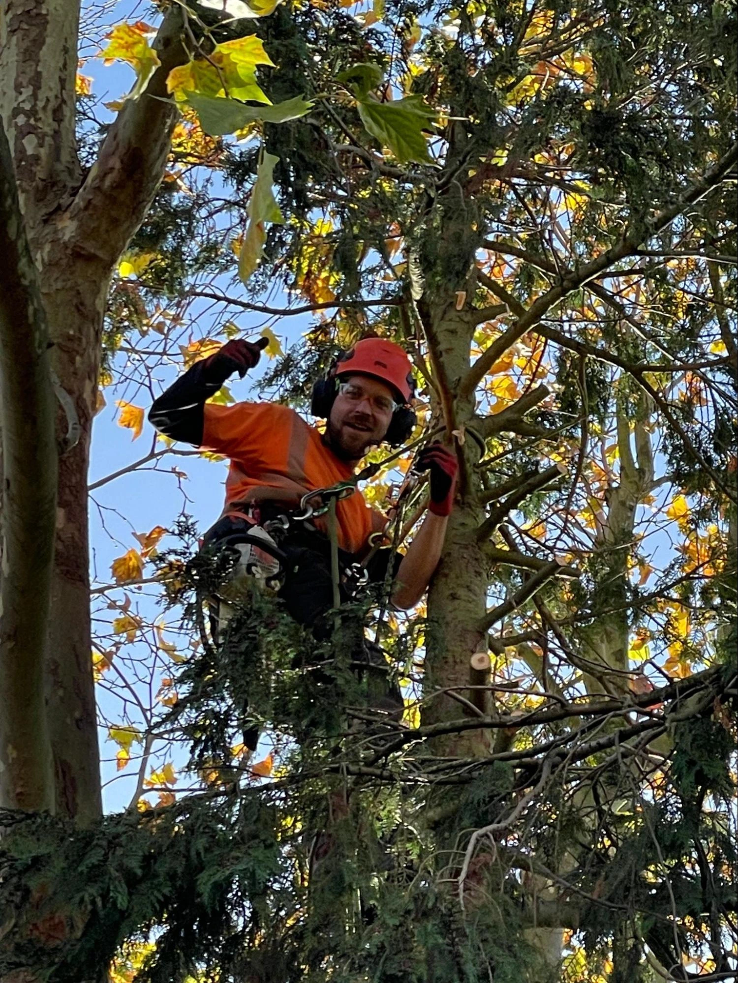 Barnet Tree Care Experts